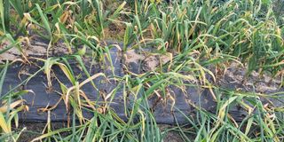 김중언님의 마늘 · 병해충상담 작성글 사진