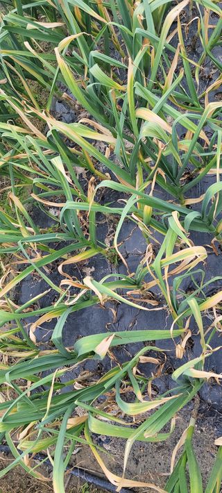 김중언님의 마늘 · 병해충상담 작성글 사진