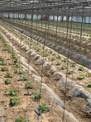 김명숙님의 오이 · 자유게시판 작성글 사진