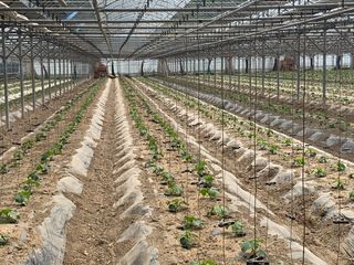 김명숙님의 오이 · 자유게시판 작성글 사진