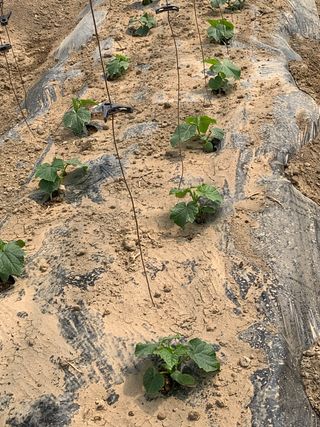 김명숙님의 오이 · 자유게시판 작성글 사진