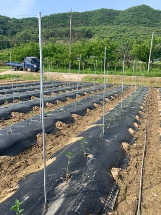김명숙님의 오이 · 자유게시판 작성글 사진