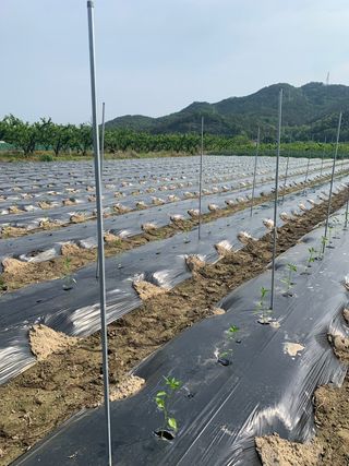 김명숙님의 오이 · 자유게시판 작성글 사진