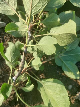 차경일님의 사과 · 병해충상담 작성글 사진