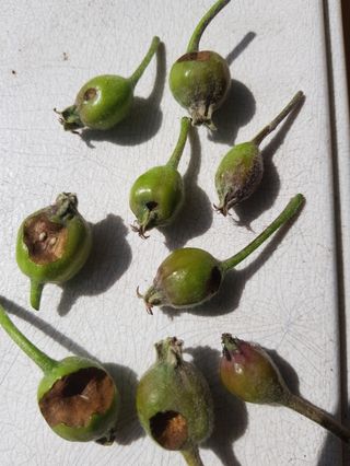 차경일님의 사과 · 병해충상담 작성글 사진