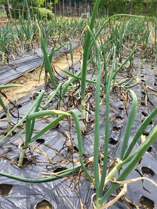 김임규님의 양파 · 자유게시판 작성글 사진