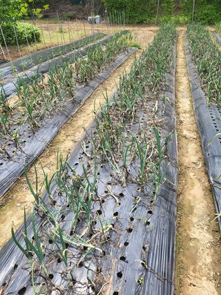 김임규님의 양파 · 자유게시판 작성글 사진