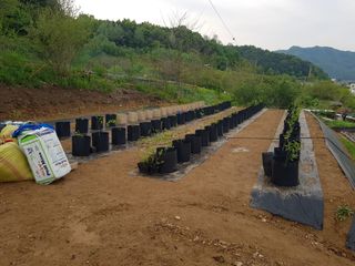 강태숙님의 블루베리 · 자유게시판 작성글 사진