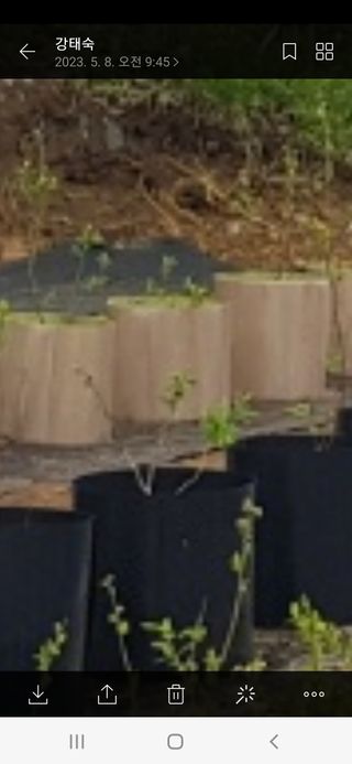 강태숙님의 블루베리 · 자유게시판 작성글 사진