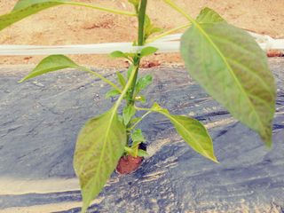 김홍환님의 고추 · 병해충상담 작성글 사진