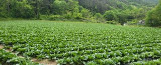 박호성님의 배추 · 일상 작성글 사진