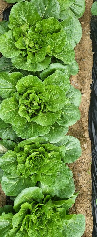 박호성님의 배추 · 일상 작성글 사진