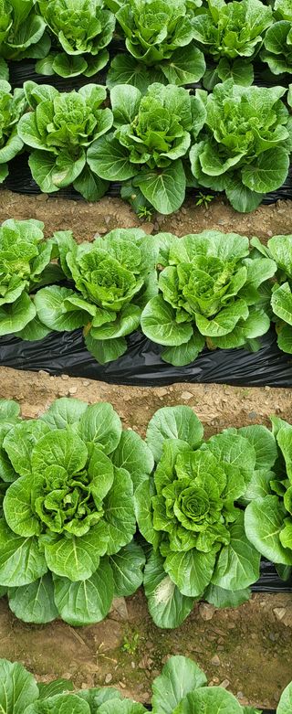 박호성님의 배추 · 일상 작성글 사진