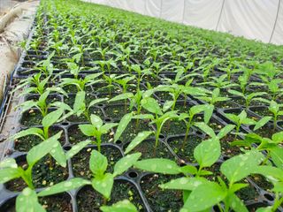 멋진여성농님의 고추 · 병해충상담 작성글 사진