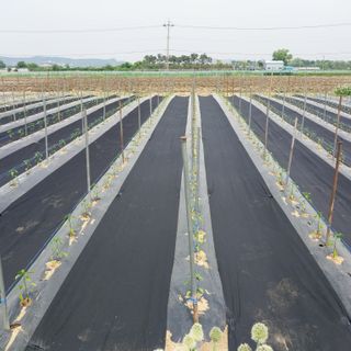 정진해님의 고추 · 일상 작성글 사진