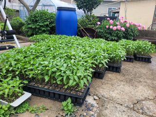 와여농산님의 고추 · 파종•정식 작성글 사진