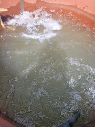 와여농산님의 고추 · 파종•정식 작성글 사진