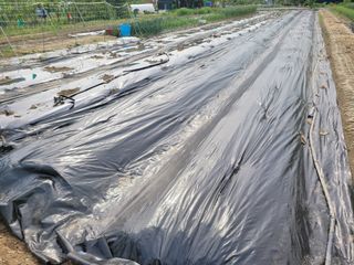 와여농산님의 고추 · 파종•정식 작성글 사진