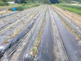 와여농산님의 고추 · 파종•정식 작성글 사진