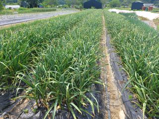 와여농산님의 고추 · 파종•정식 작성글 사진