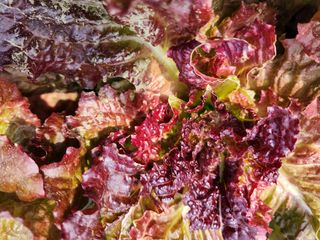 최영희님의 자유주제 · 사진전 작성글 사진