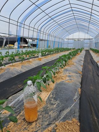 리포님의 고추 · 파종•정식 작성글 사진