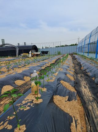 리포님의 고추 · 파종•정식 작성글 사진