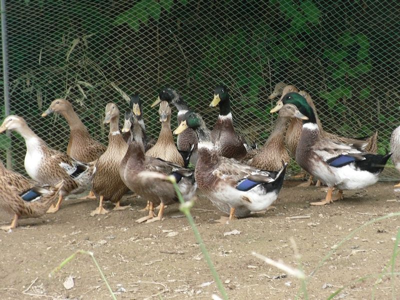 계초님의 장터 판매 상품 [청두모리청란 부화용 분양] 첨부 사진