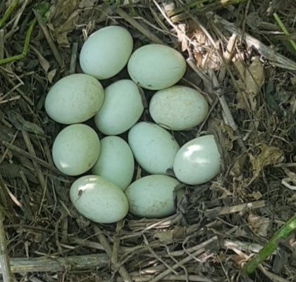 계초님의 장터 판매 상품 [청두모리청란 부화용 분양] 첨부 사진