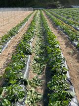 팜모닝 감자·자유게시판 게시글 이미지