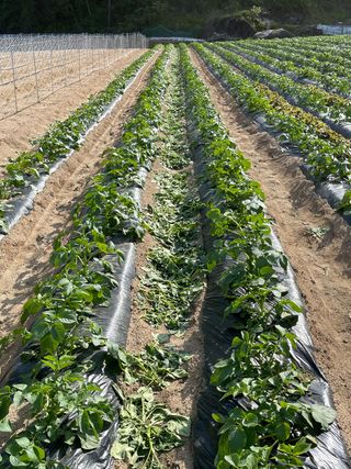 이재운님의 감자 · 자유게시판 작성글 사진