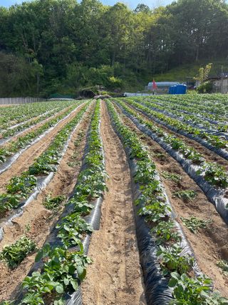 이재운님의 감자 · 자유게시판 작성글 사진