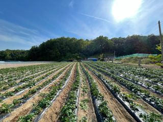 이재운님의 감자 · 자유게시판 작성글 사진
