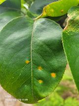 팜모닝 배·병해충상담 게시글 이미지