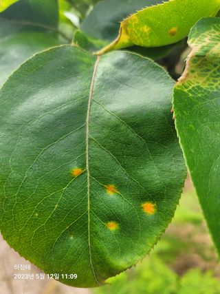 하정태 님의 배 · 병해충상담 작성글 사진