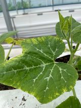 팜모닝 호박·병해충상담 게시글 이미지