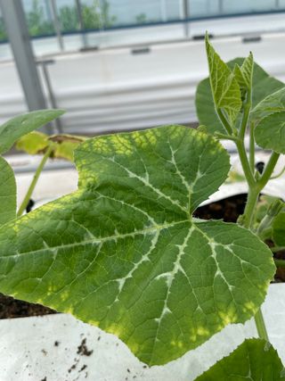 호박님의 호박 · 병해충상담 작성글 사진