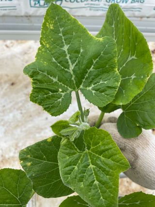 호박님의 호박 · 병해충상담 작성글 사진