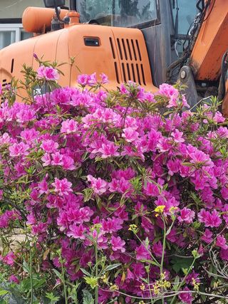 02,미니23굴삭기님의 기타작물 · 자유게시판 작성글 사진