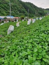 팜모닝 기타작물·자유게시판 게시글 이미지