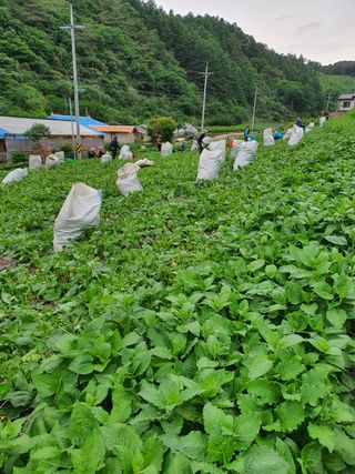 임석진님의 기타작물 · 자유게시판 작성글 사진