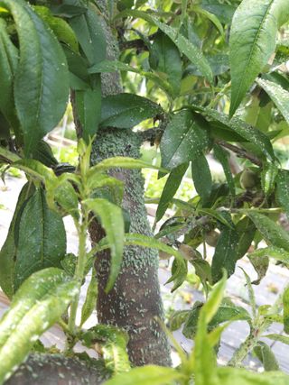 야산 양 형근님의 복숭아 · 병해충상담 작성글 사진