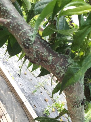 야산 양 형근님의 복숭아 · 병해충상담 작성글 사진