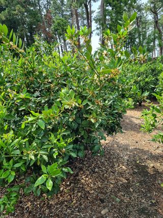 박종례님의 귤 · 일상 작성글 사진