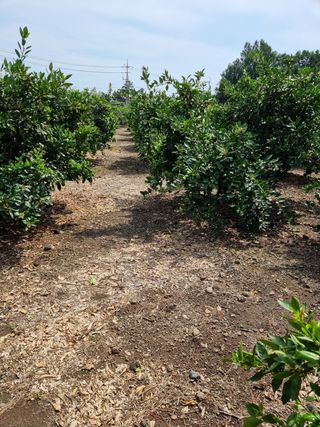 박종례님의 귤 · 일상 작성글 사진