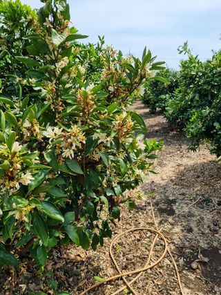 박종례님의 귤 · 일상 작성글 사진