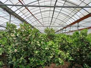 강창민님의 귤 · 일상 작성글 사진