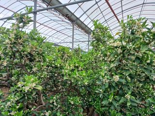 강창민님의 귤 · 일상 작성글 사진