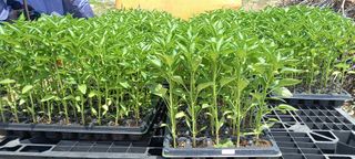 양배추13409님의 고추 · 파종•정식 작성글 사진