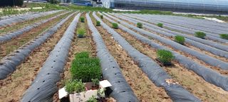 양배추13409님의 고추 · 파종•정식 작성글 사진